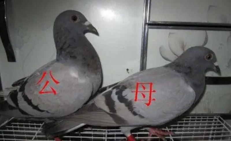 鸽子怎么区分公母图解图片