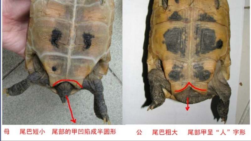红耳龟怎么分公母图片图片