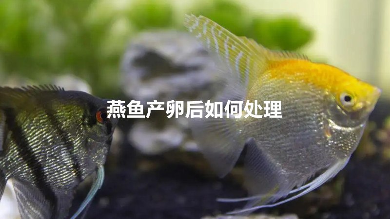 燕魚產卵後如何處理