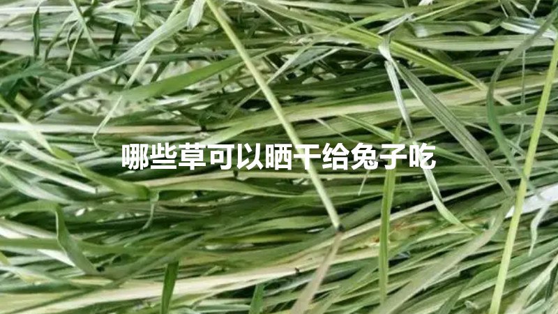 哪些草可以曬乾給兔子吃