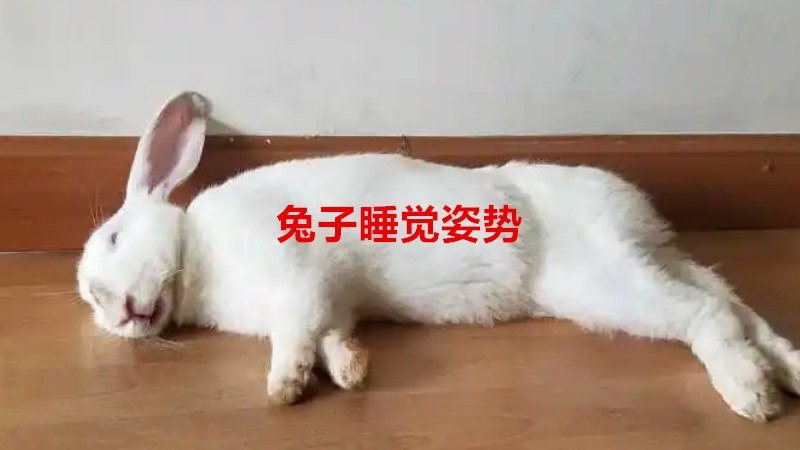 兔子睡觉姿势是怎样的