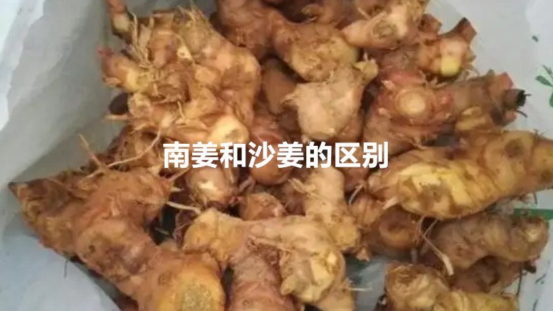 南姜和沙姜的区别